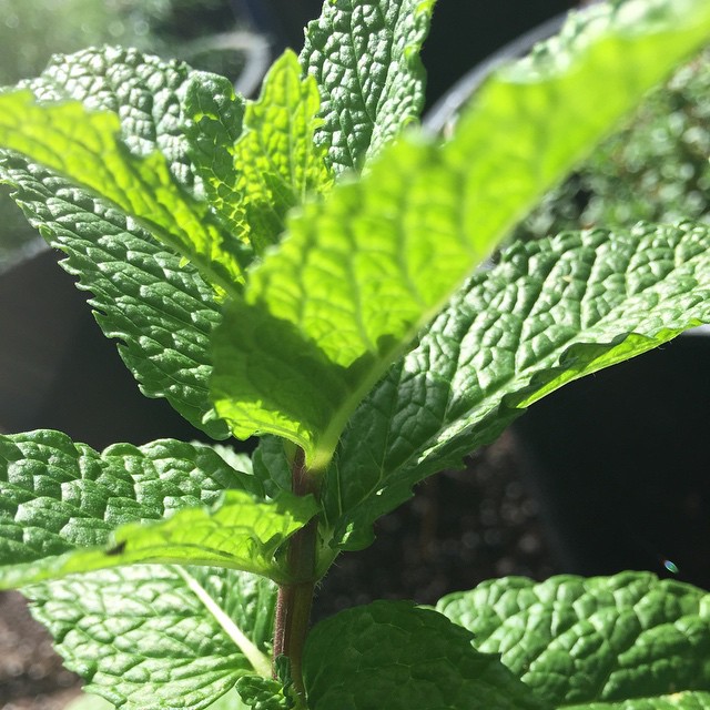 My Herb Garden