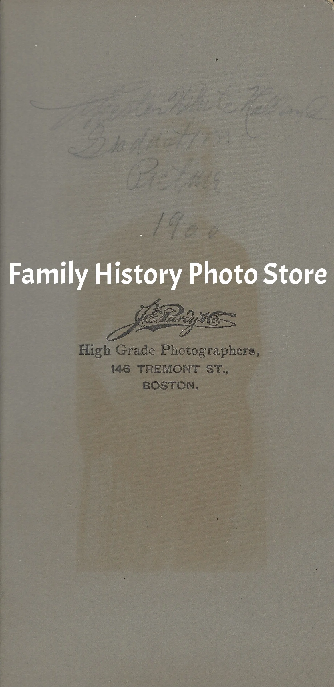 Chester White Holland