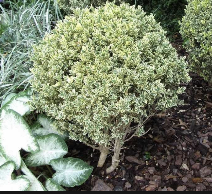 varigated boxwood.png