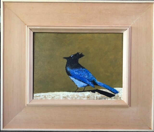 "Stellars Jay"