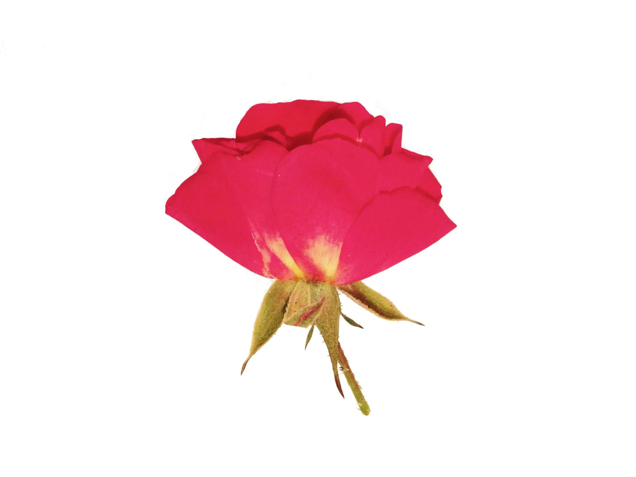 Flower5.jpg
