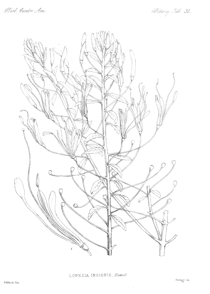 "Lopezia Insignis" by Vanessa Angélica Villarreal