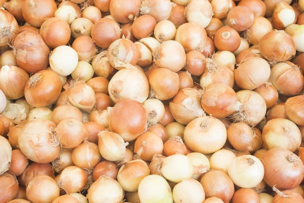 “At the end of each day, lights from the migrants’ trailer’s windows described the vastness of the onion field’s perimeter.”