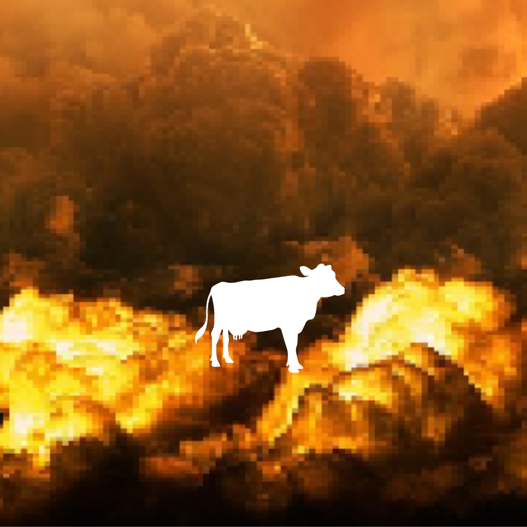"No Cattle Here" by Angela Pupino