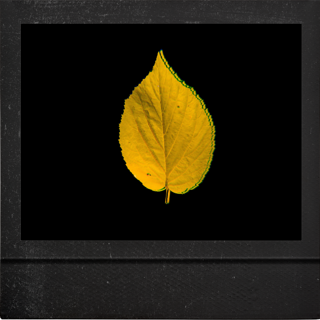 Two Poems by Emily Bludworth de Barrios