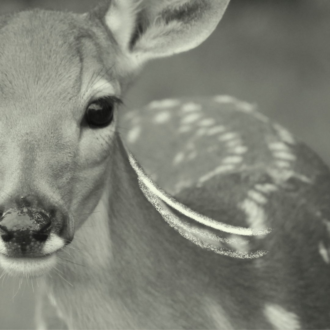 Two Poems by Nancy Carol Moody
