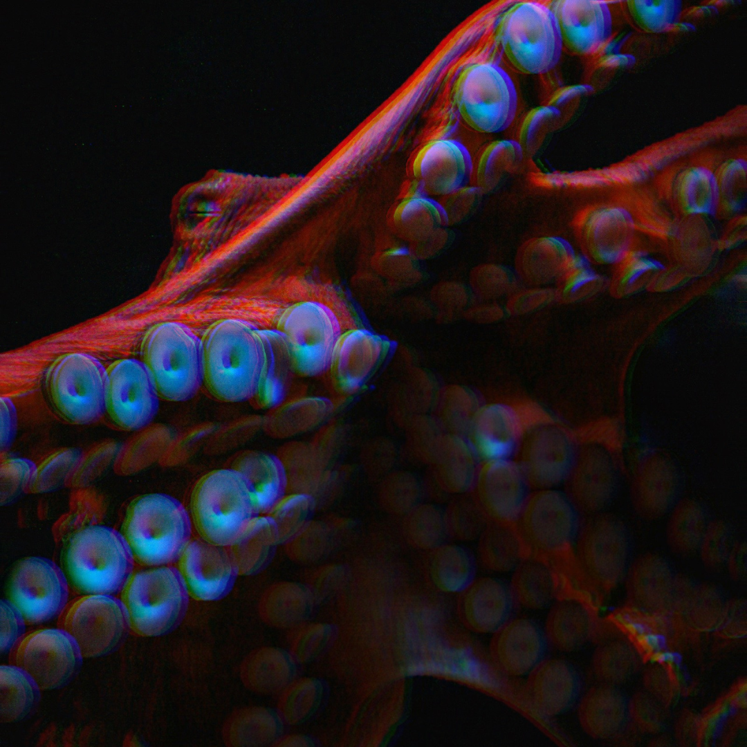 “Bioluminescence” by Pamela Wax