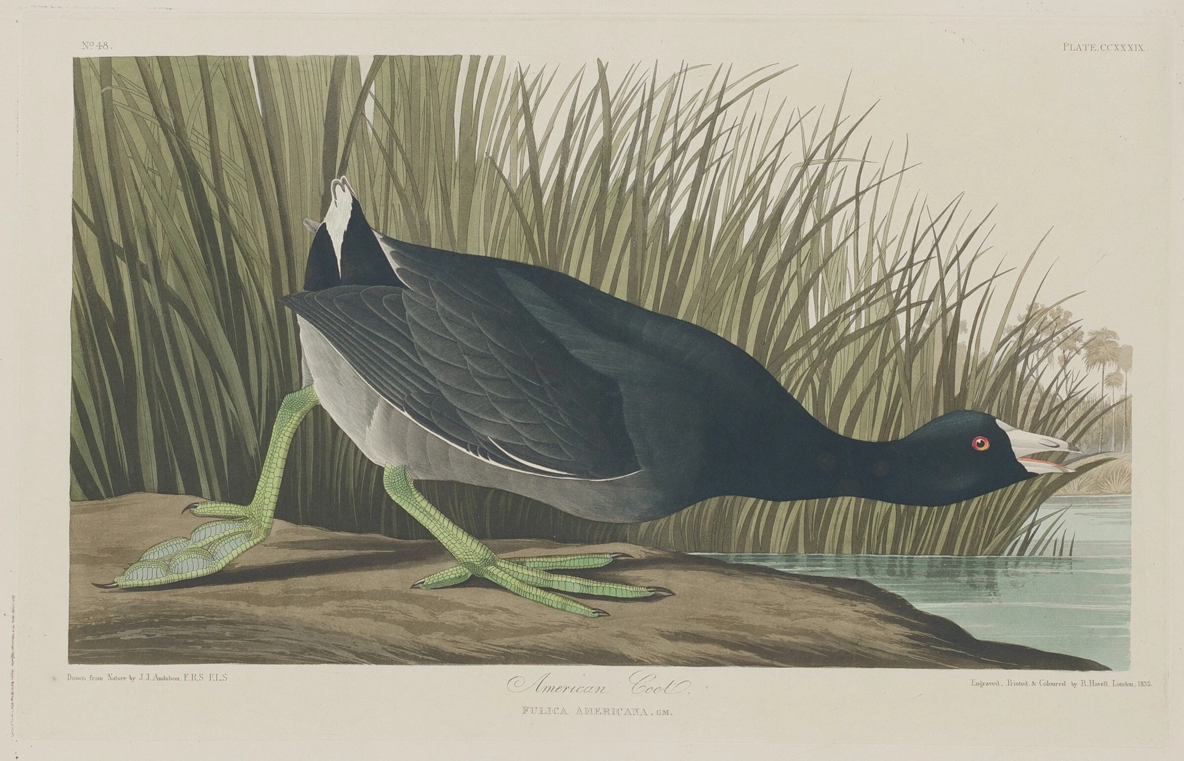 The Coots by Steven R. Kraaijeveld