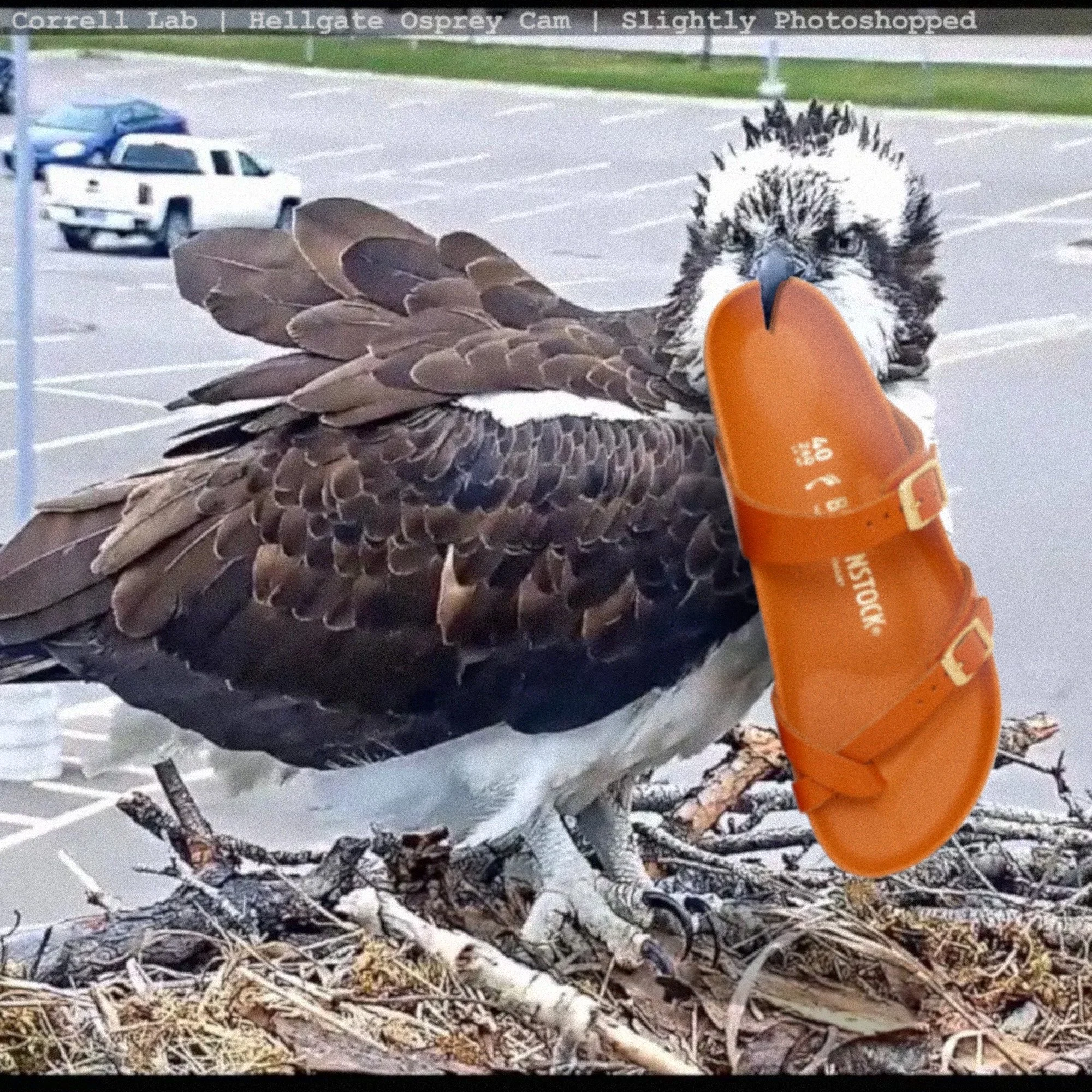 It's always "wild walk" and never "does the wild have comfy walking shoes?"... and if our local wildlife needed footwear, what would it wear? 

The International Wildlife Film Festival is back for the 48th year! Missoula is so luc