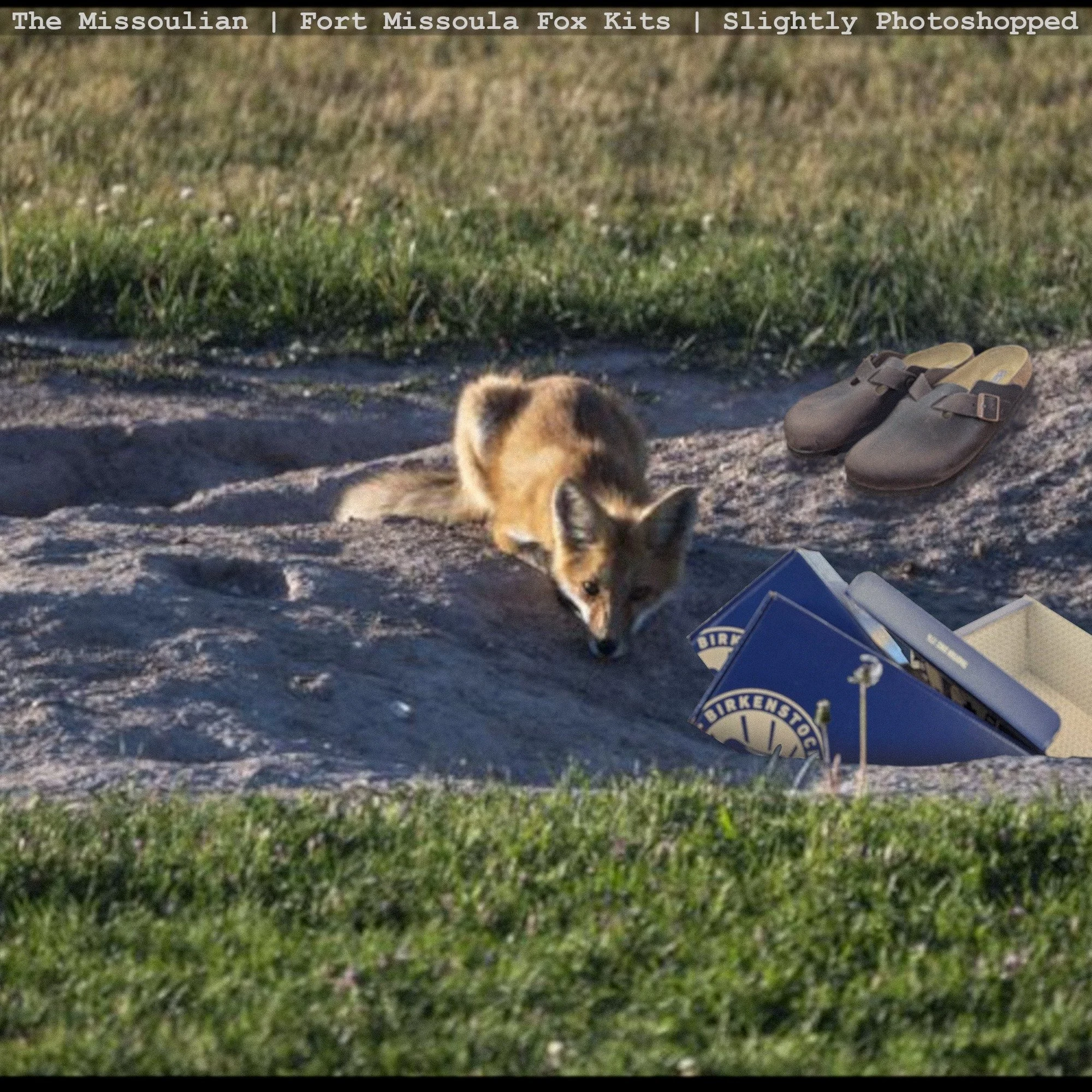 Has the good weather taken you outside? Spring sun and community events are a perfect reason to get out and enjoy our beautiful town. Do it all with comfy feet and stock up for the season! (just like this sweet little fox)

#HideAndSole #DowntownMiss