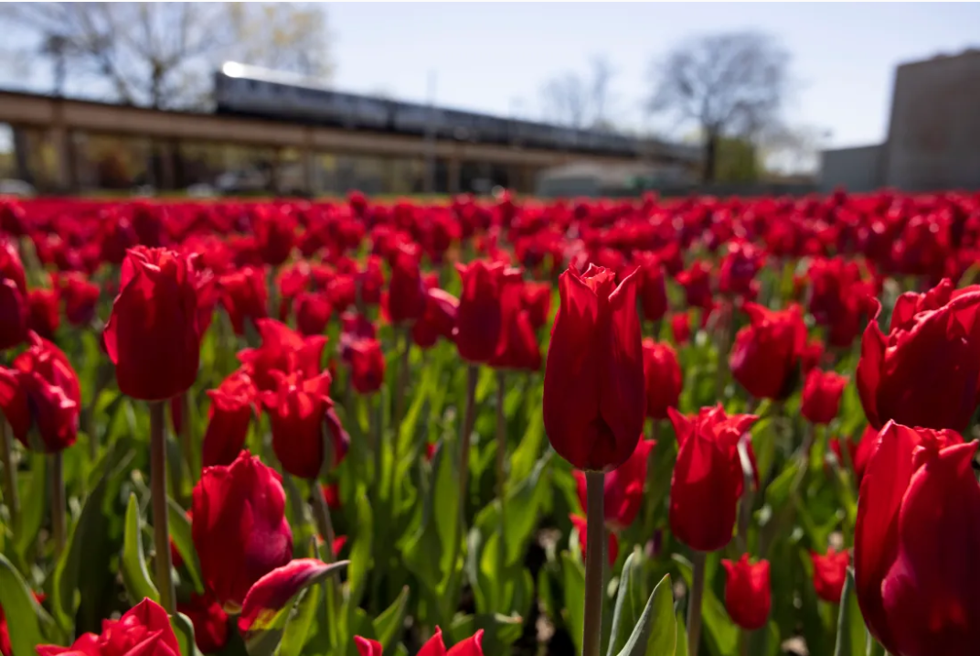 Bridget Gainer and Amanda Williams: Red tulips in Washington Park testify to the need to reverse redlining