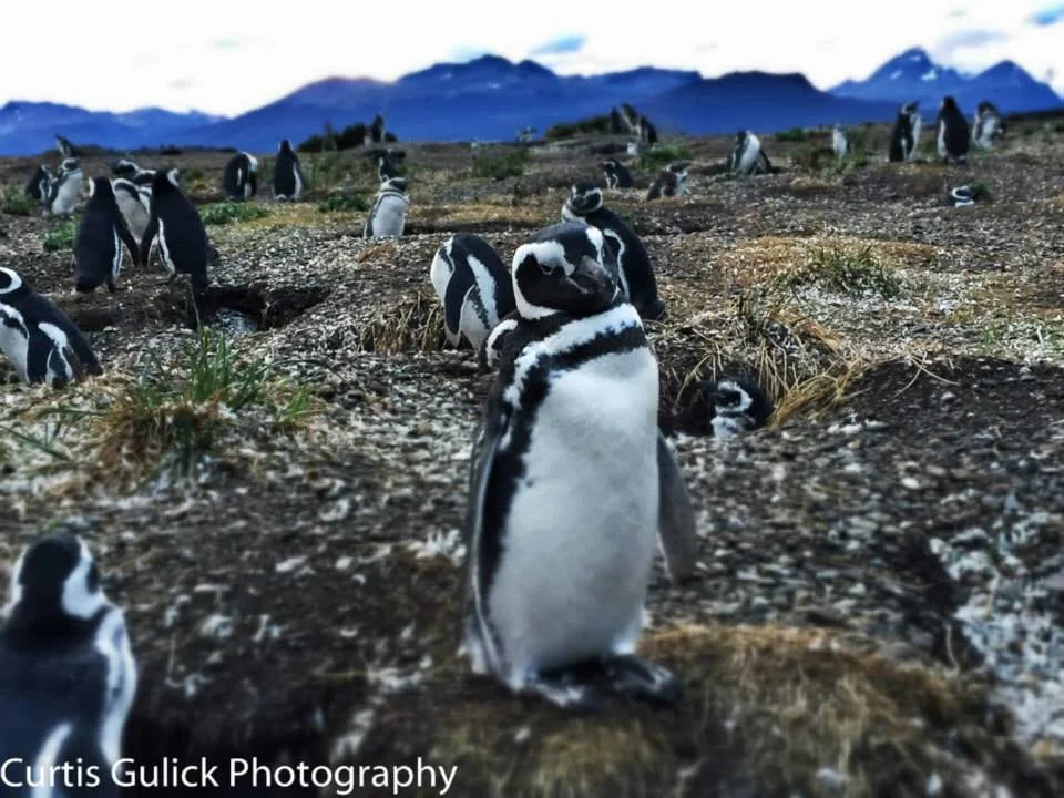 Penguin Island in Ushuaia