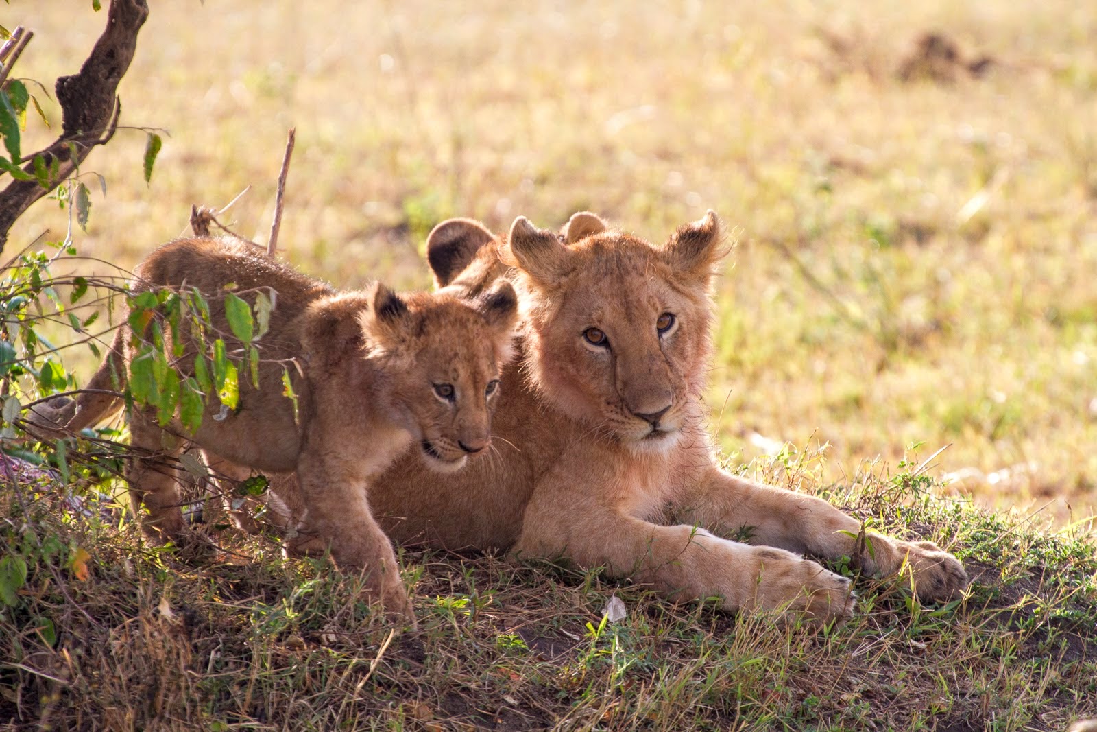 A lioness and her cubs in Maasai Mara National Park