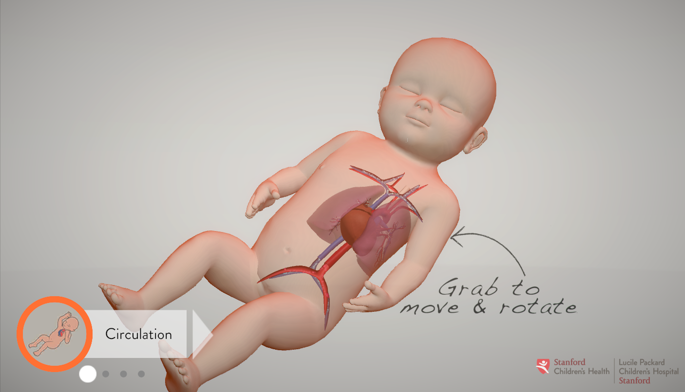 Circulatory System
