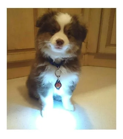 1+pup+light white.jpg