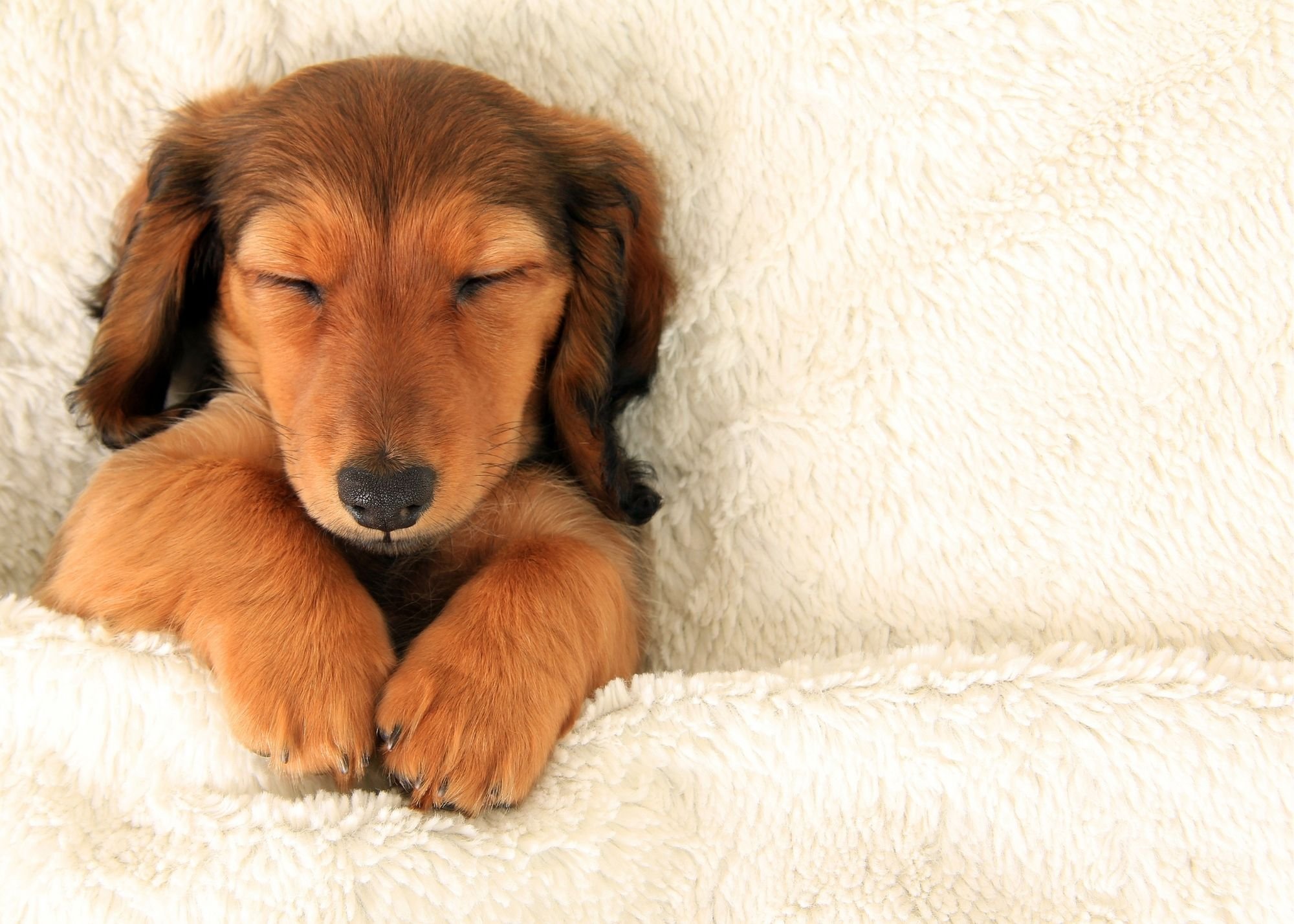 How to Make Your Dog Stop Sleeping in Your Bed: 15 Steps