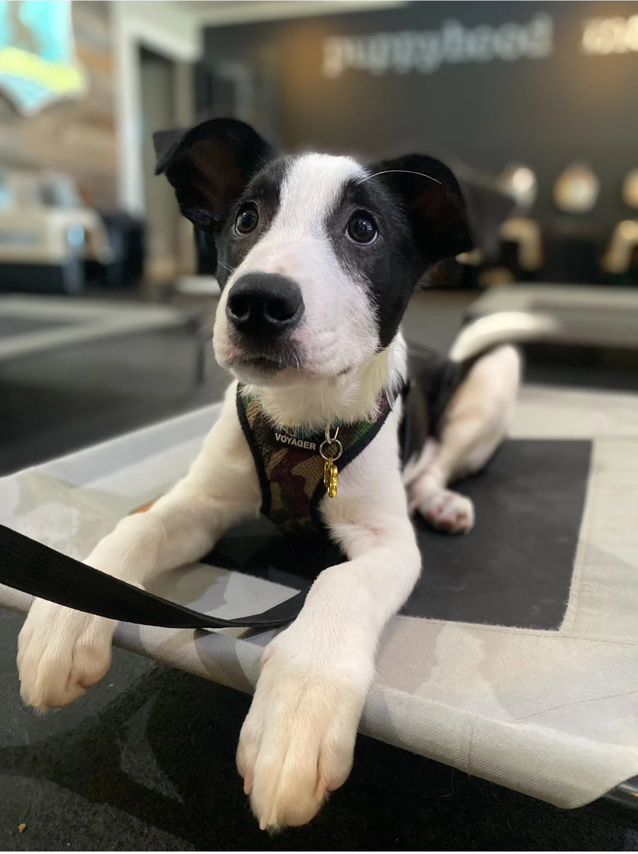 puppy crate training