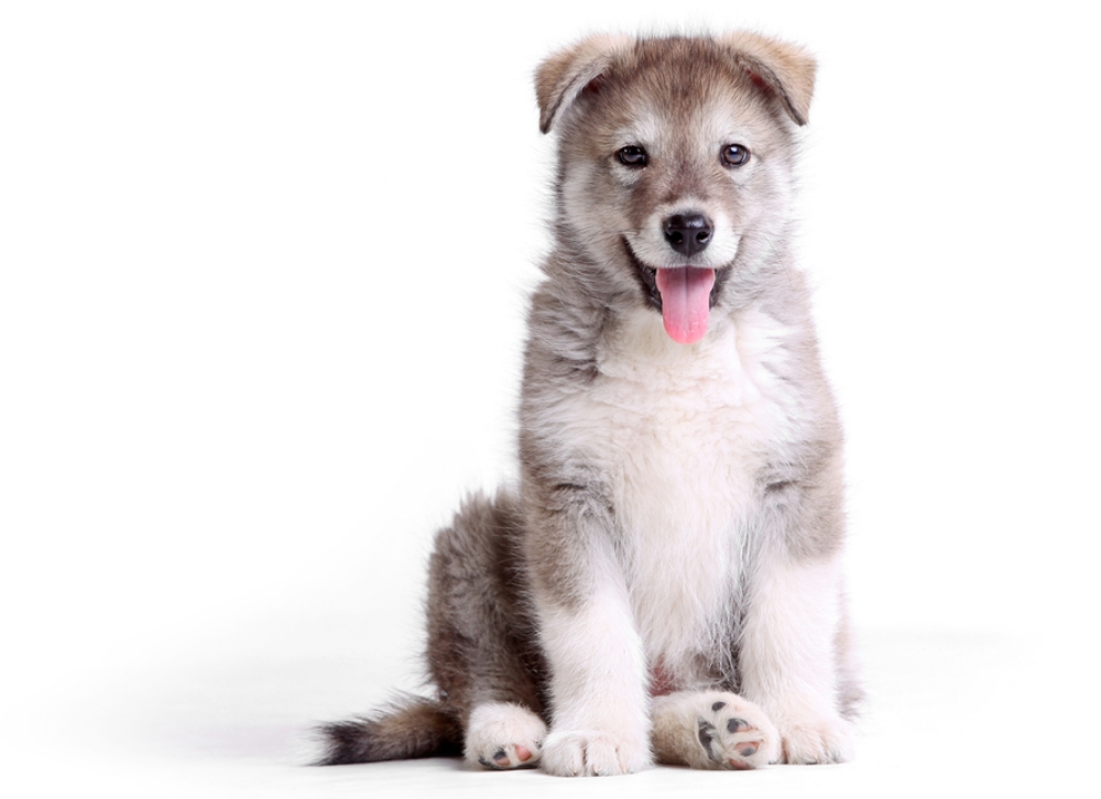 shutterstock_54576109.jpg