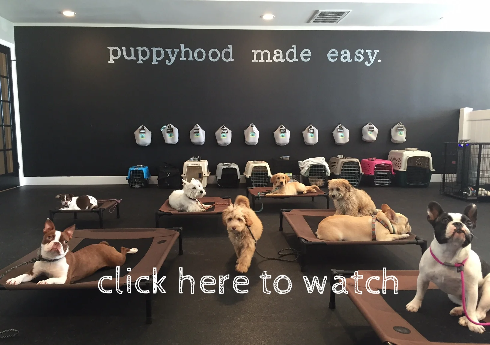 The Puppy Academy