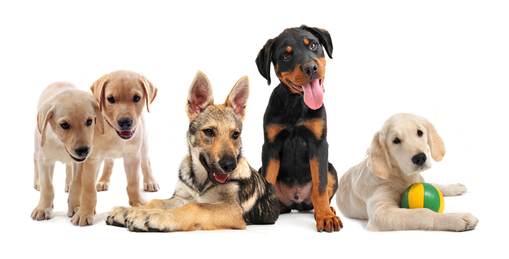 shutterstock_66142795.jpg