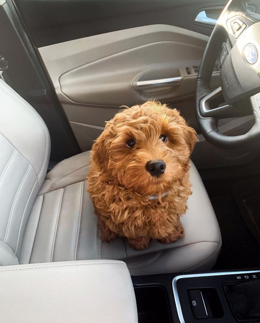 How To Transport A New Puppy Home Transport Informations Lane
