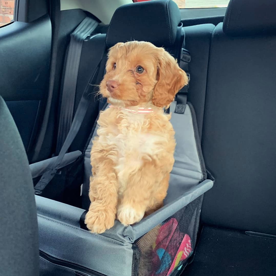 How To Train Your Puppy For Car Rides The Puppy Academy