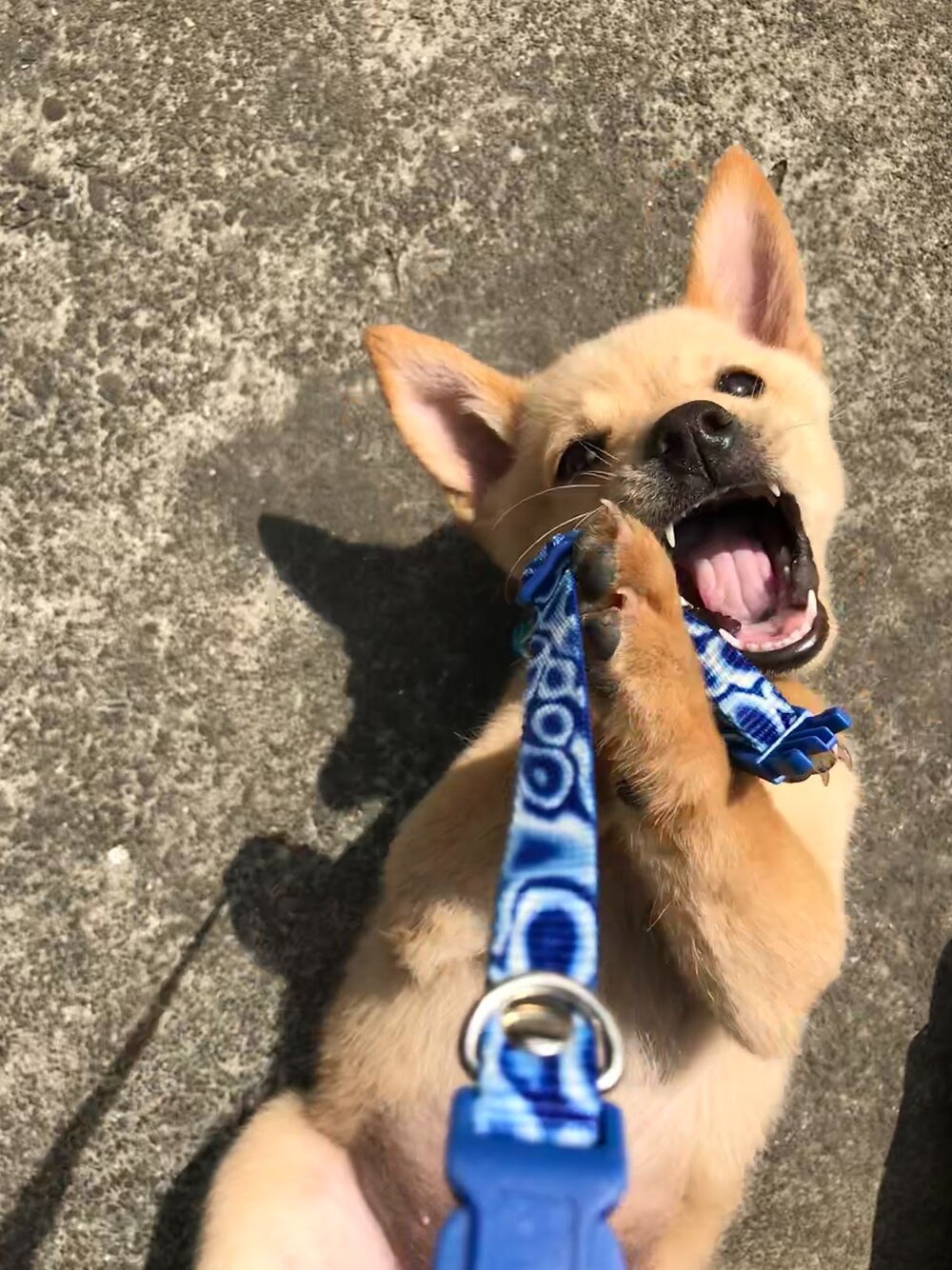 what-happens-at-puppy-training-classes