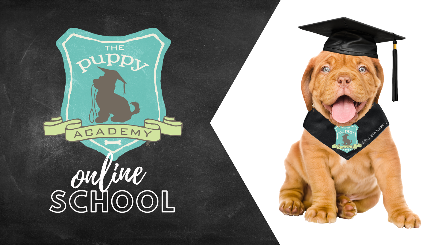The Puppy Academy