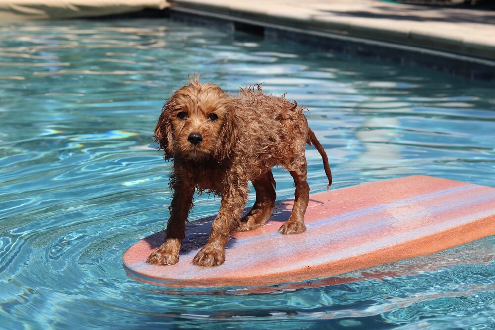 can puppies swim