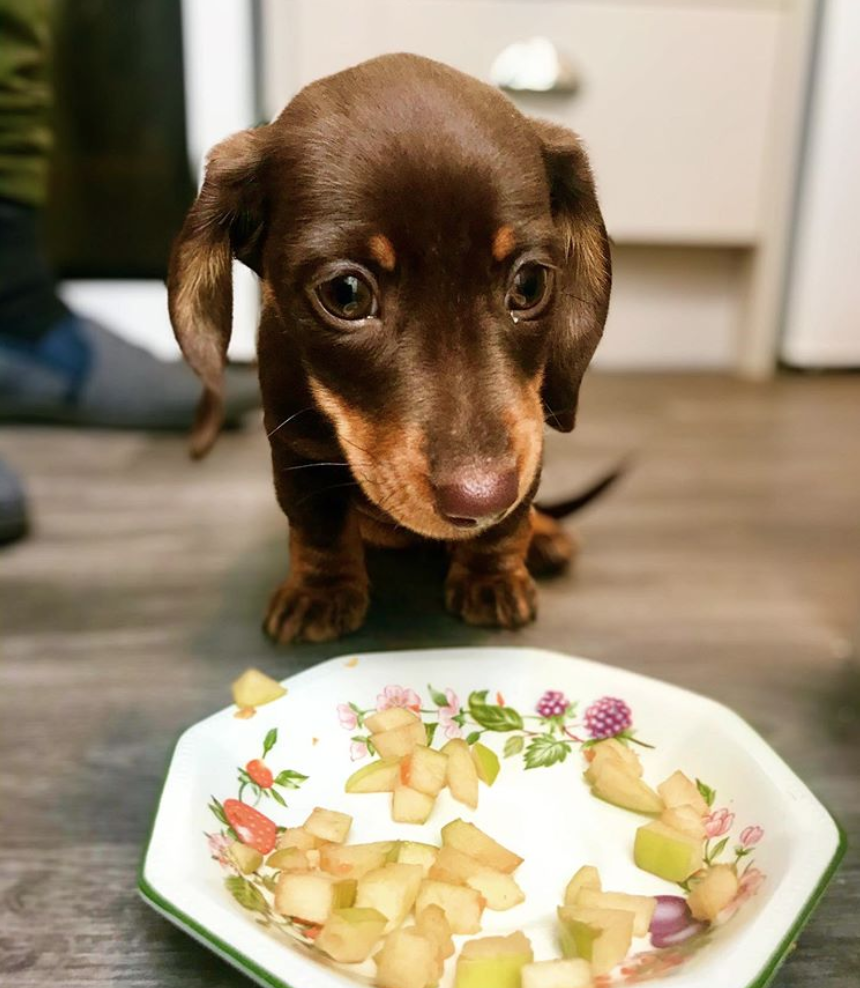 New Food When To Switch My Puppy To Dog Food New Dog When Should I