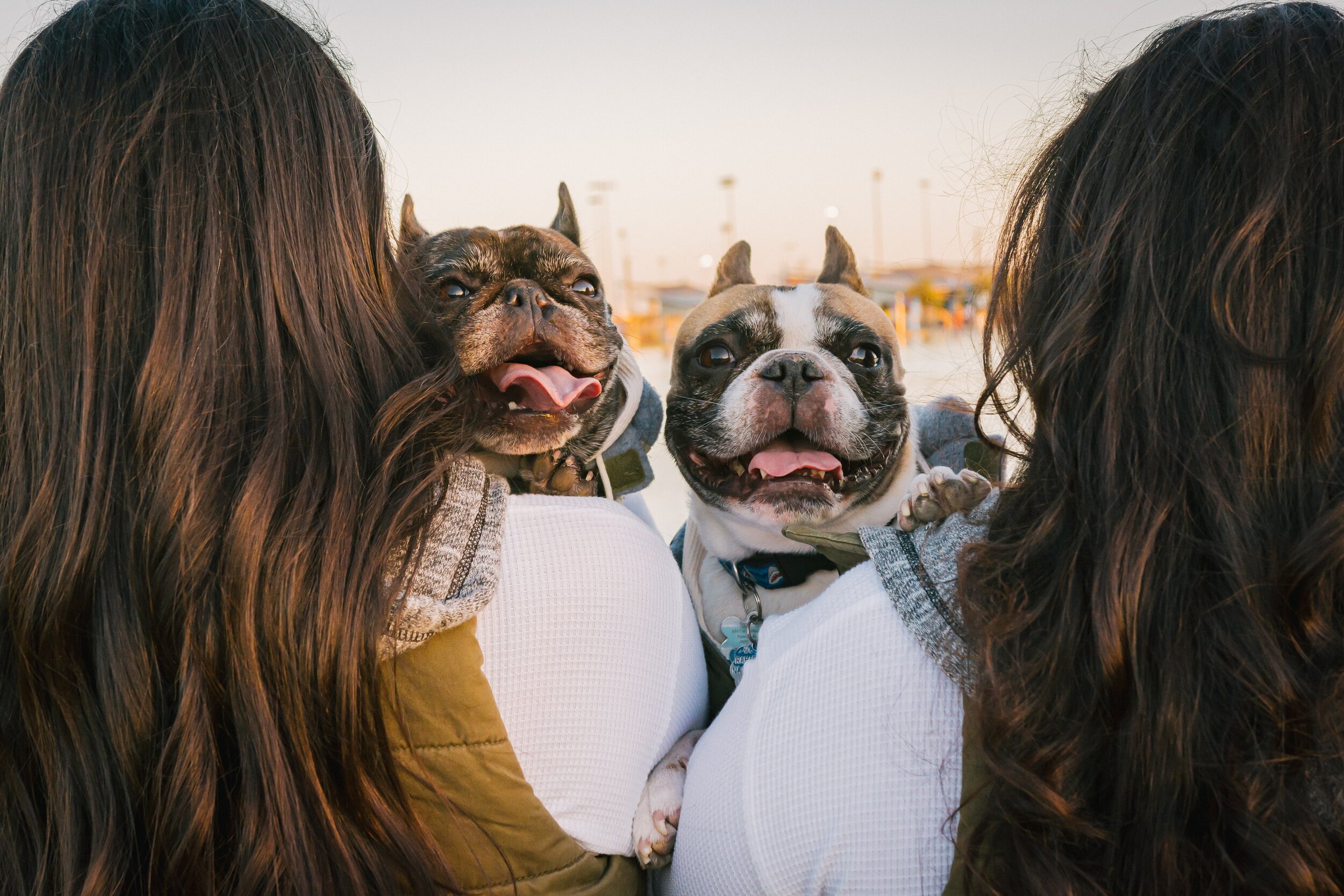 how do you introduce an old dog to a new home