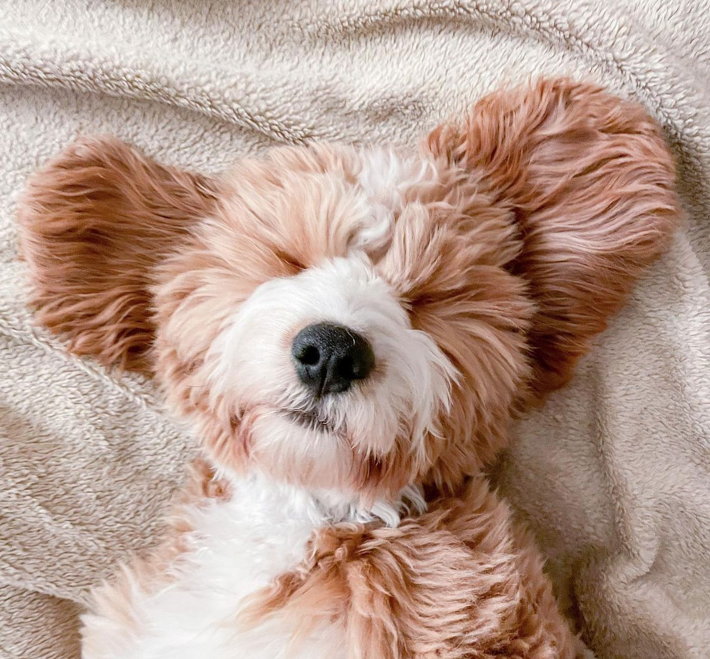 Help! How Do I Get My Puppy to Sleep Through the Night?! — The Puppy Academy