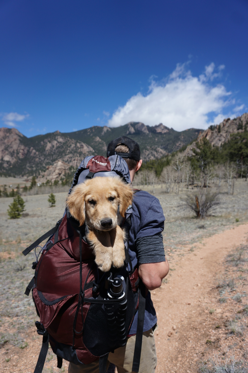 How to Train Your Dog to Walk Off Leash – A Hiker's Guide