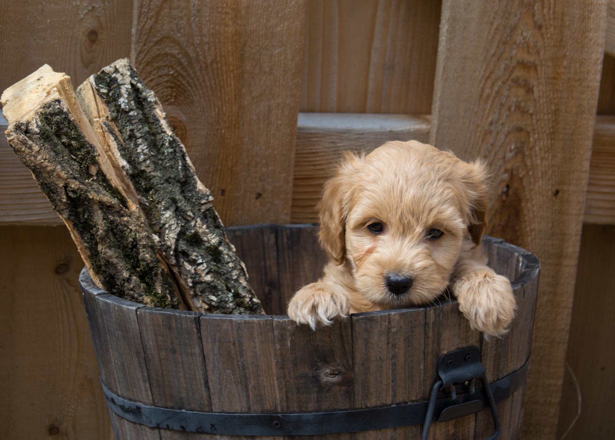 10 wonderful Mini Goldendoodle Toys your puppies will Love!