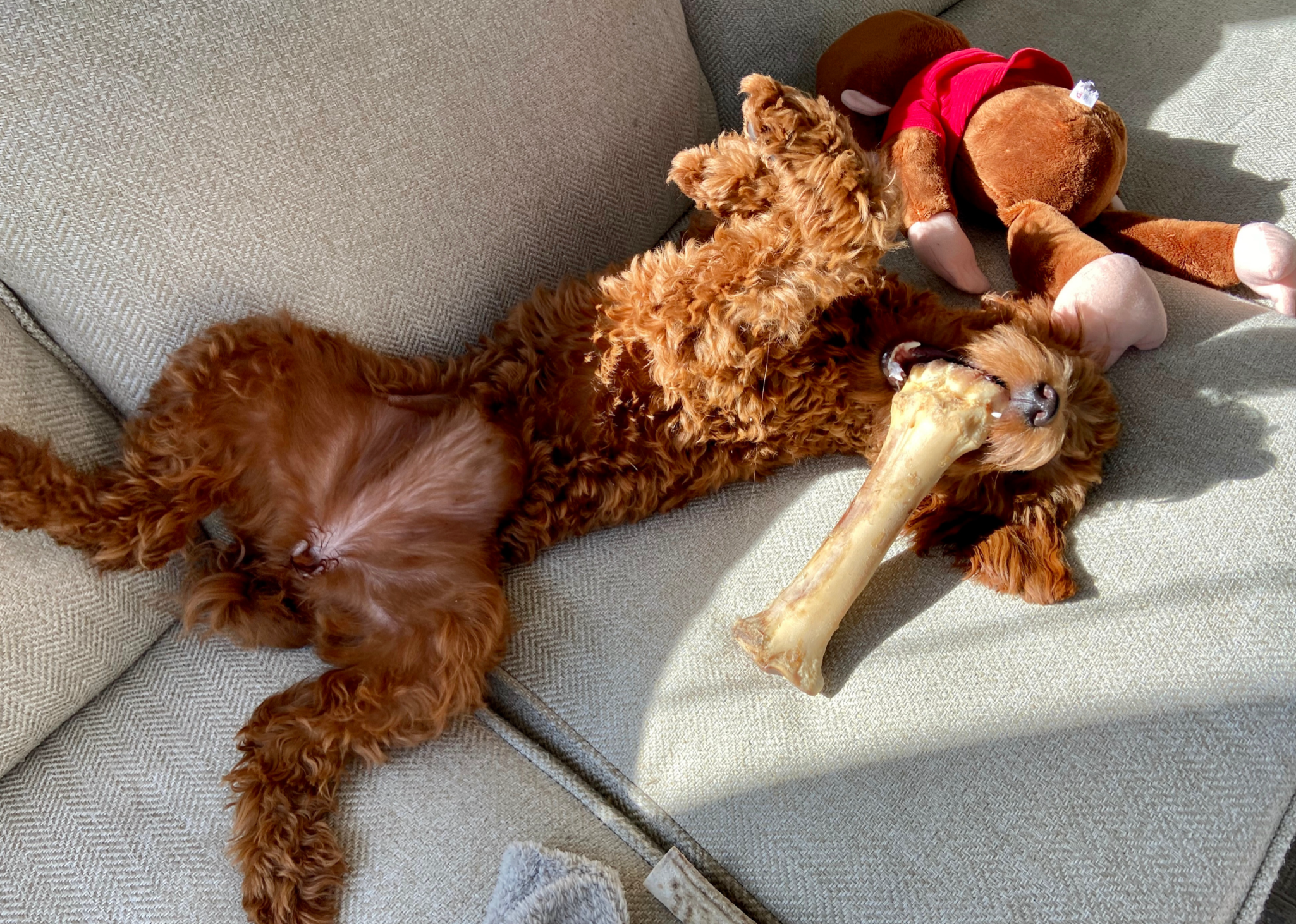 10 wonderful Mini Goldendoodle Toys your puppies will Love!