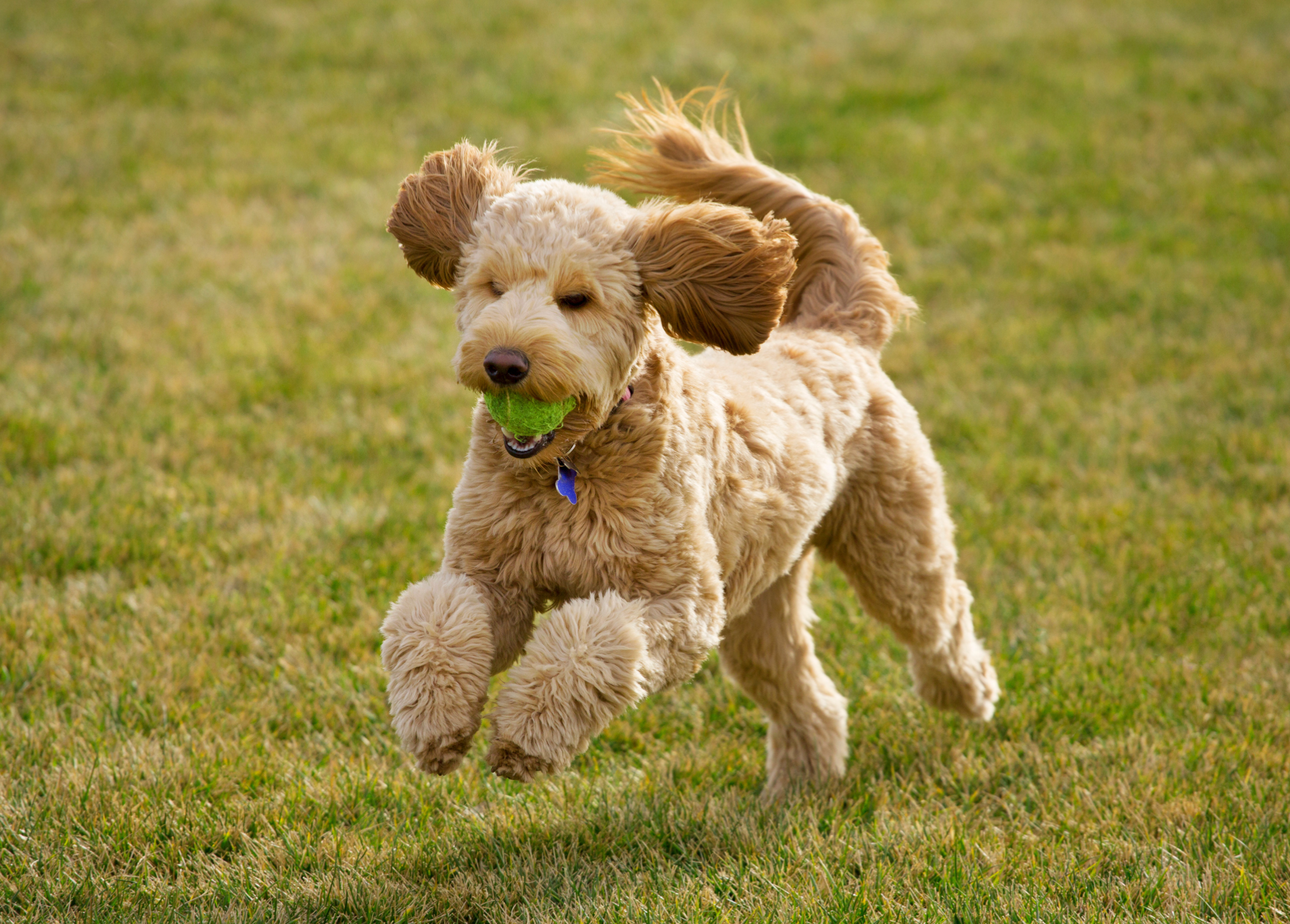 Goldendoodle Guide: Breed Info, Characteristics, & Care Tips