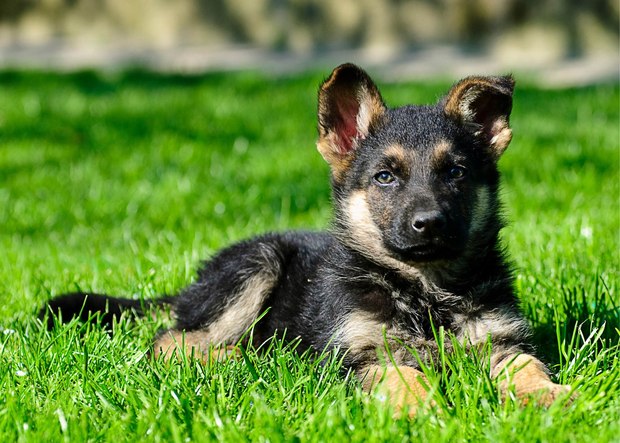 are german shepherd good pets