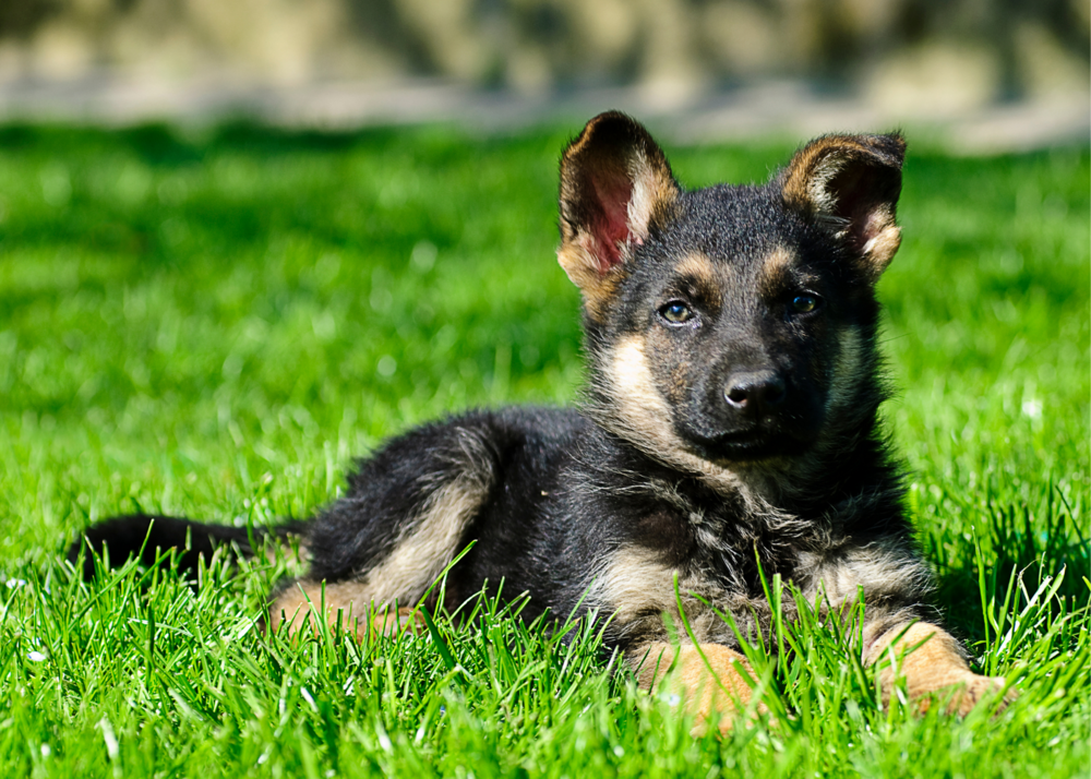 A Guide to Puppy Breeds: German Shepherds! — The Puppy Academy