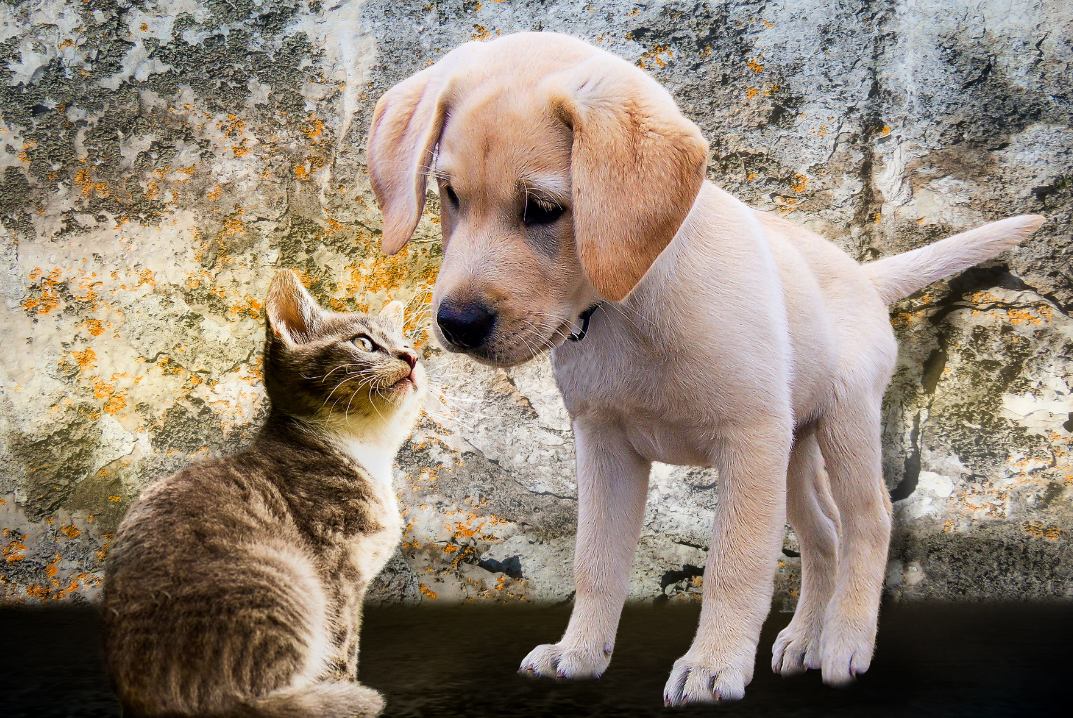 Introducing Your Puppy to Your Cat! — The Puppy Academy