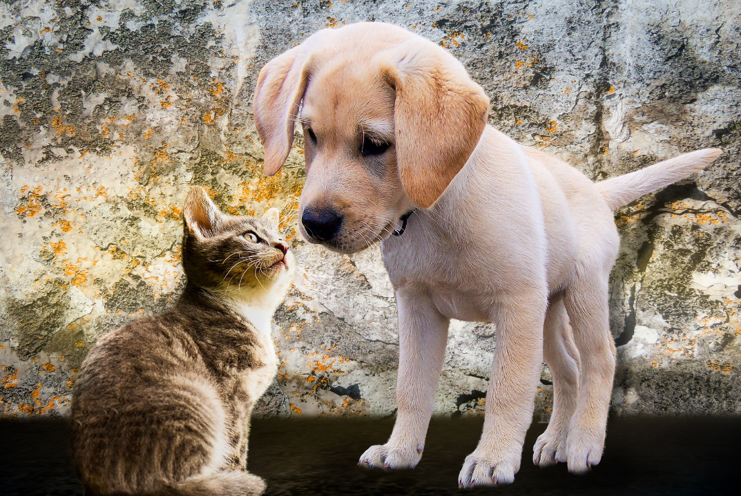 How to Introduce a Dog to a Cat