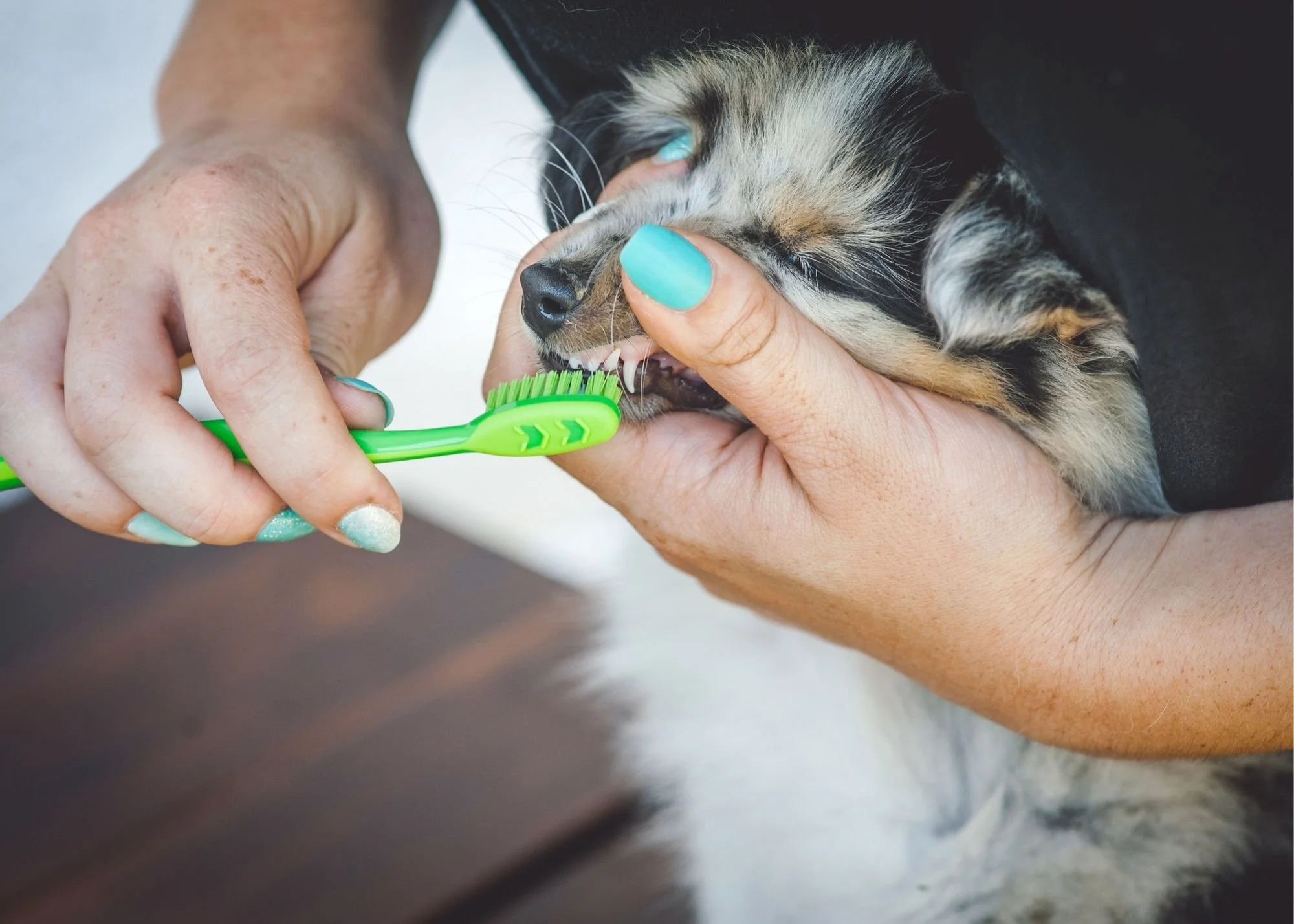 How to Care for Your Puppy’s Teeth! — The Puppy Academy