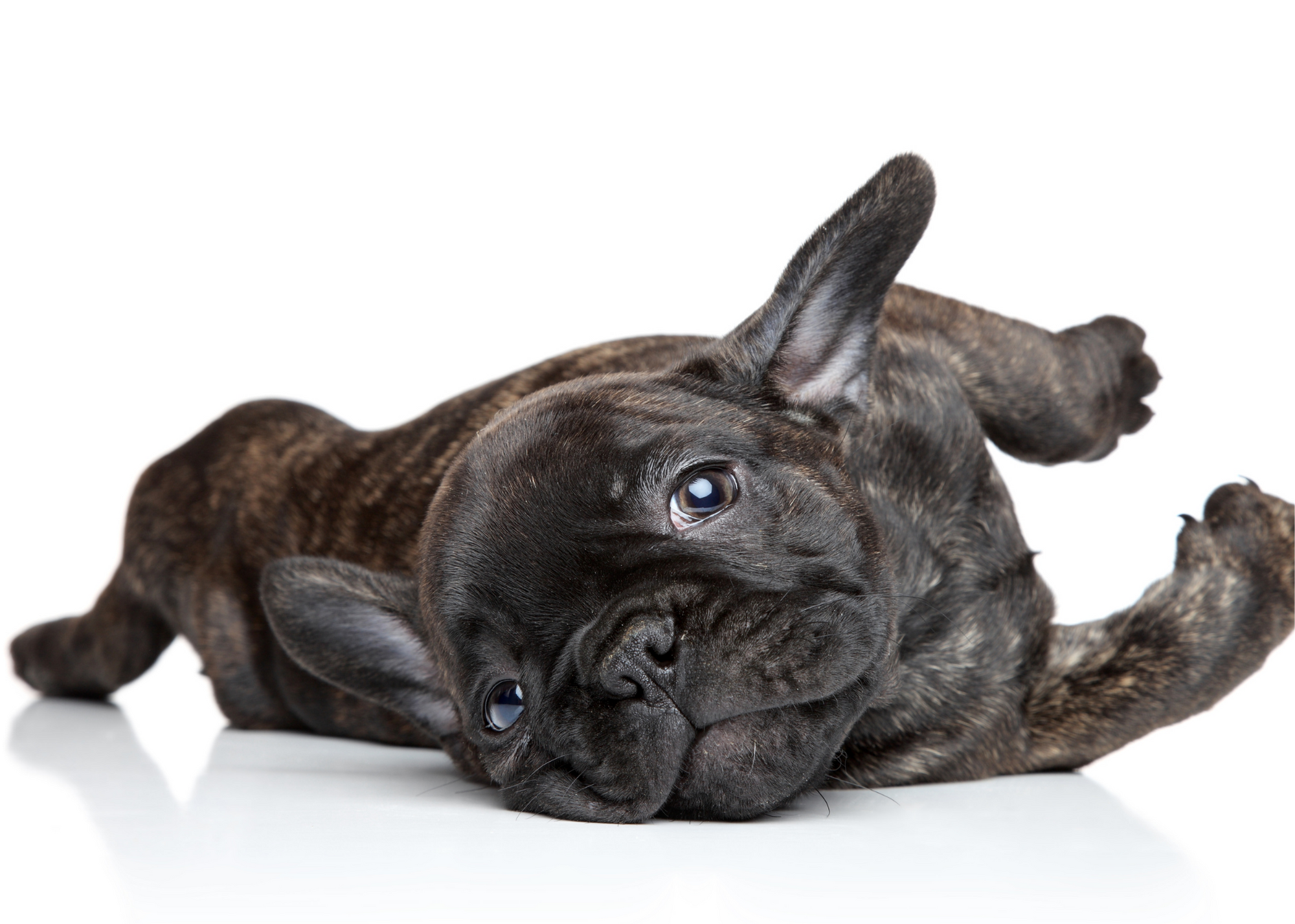 A Guide To Puppy Breeds French Bulldog