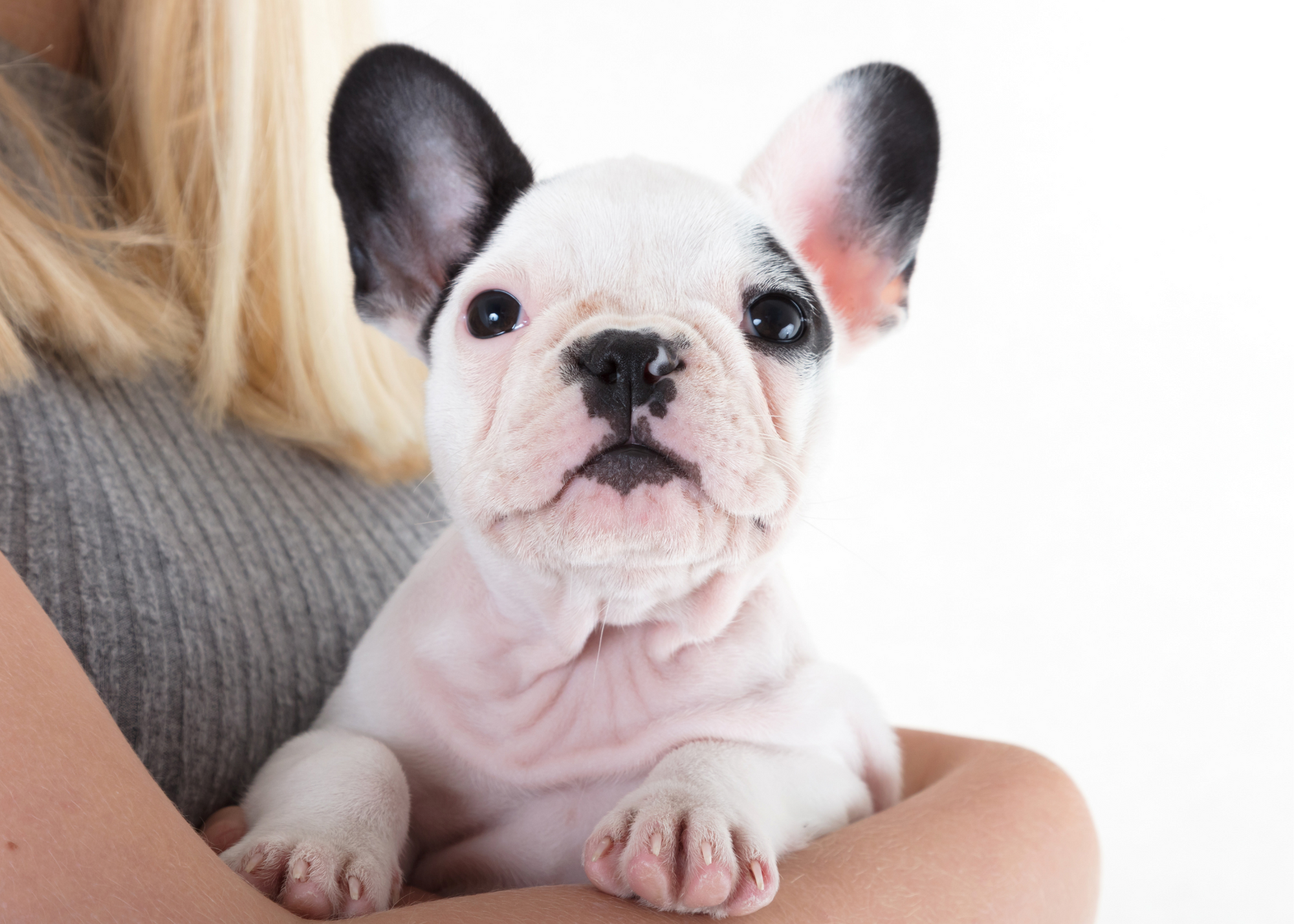 French Bulldog For Sale