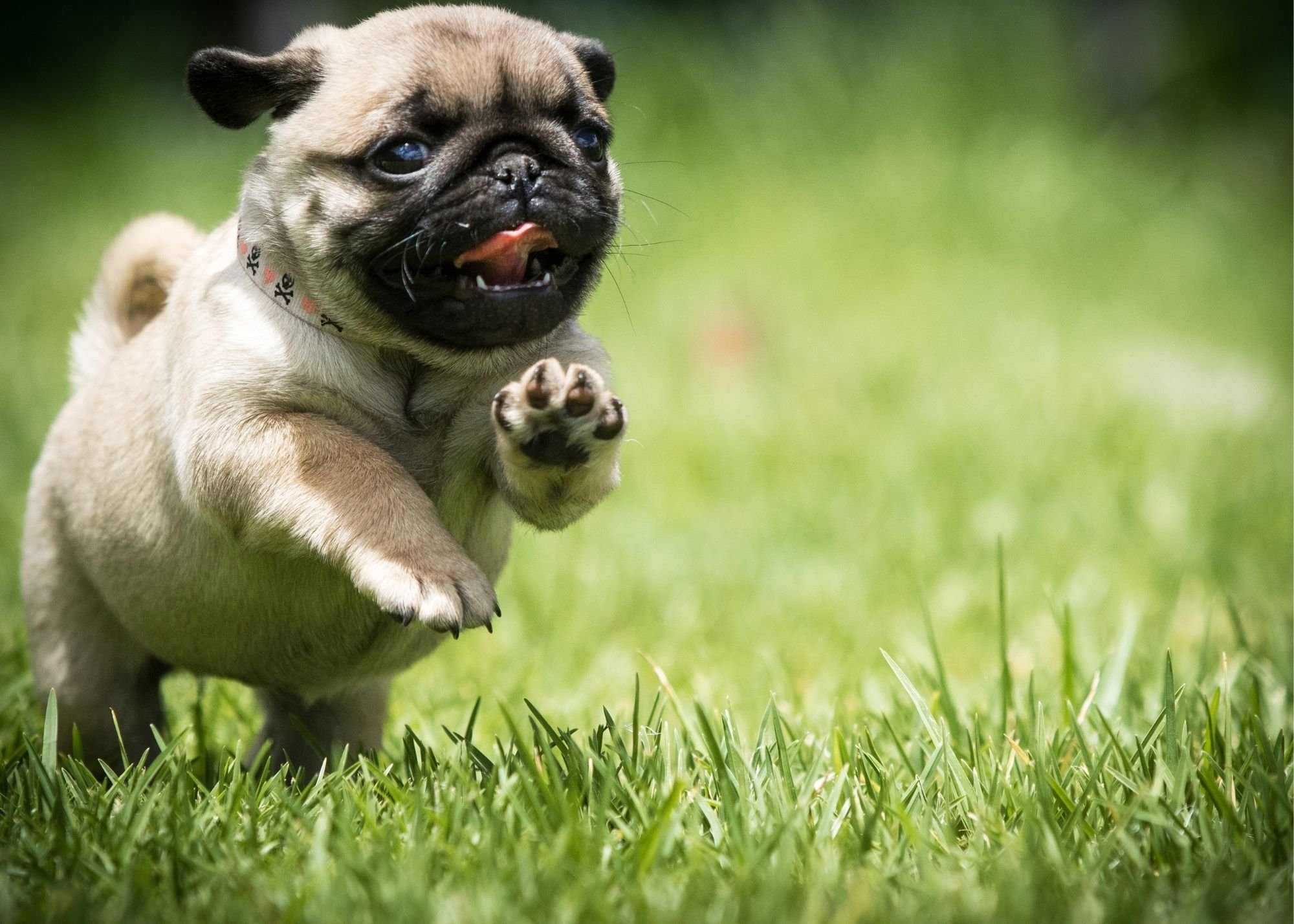 9 Fun Ways to Exercise Dogs When Owners Can't Be Active