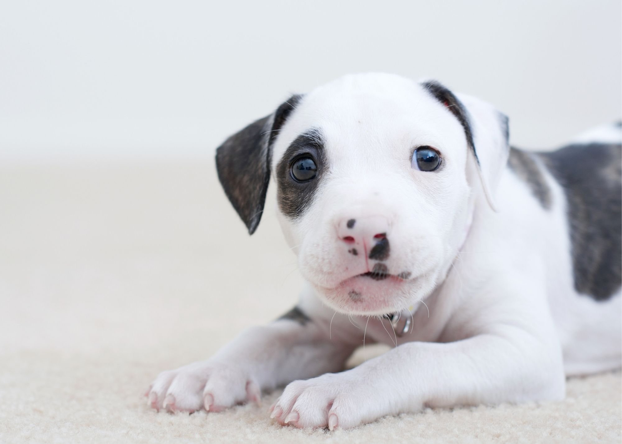 what should i look for in a pitbull puppy