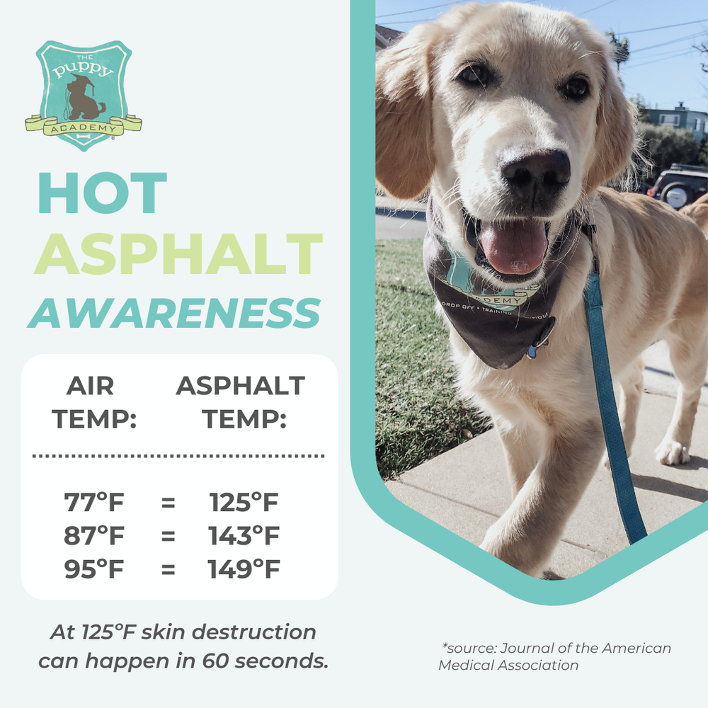 at what temperature does a dog overheat