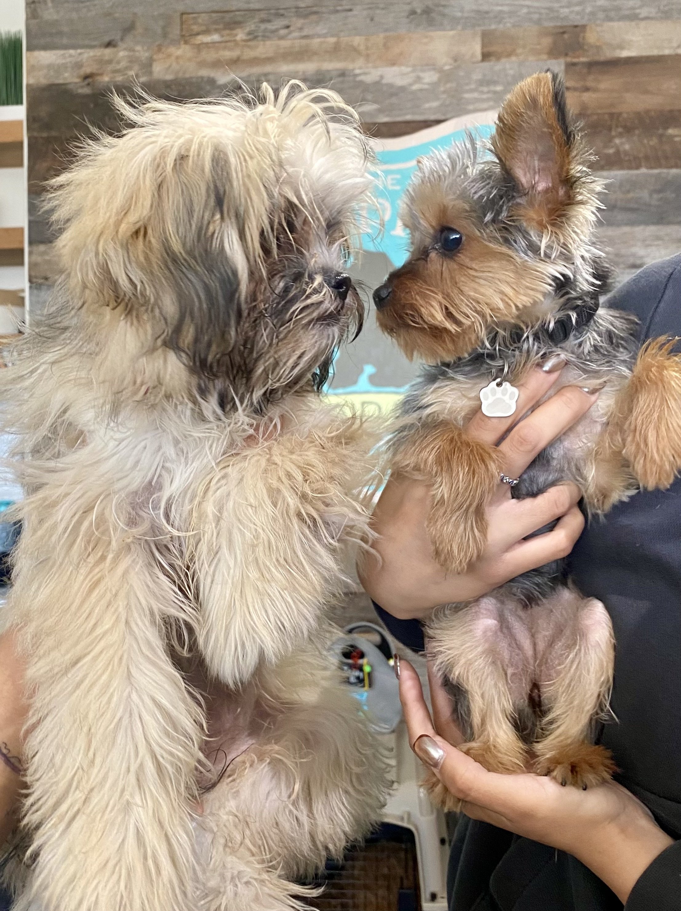 puppy blues training