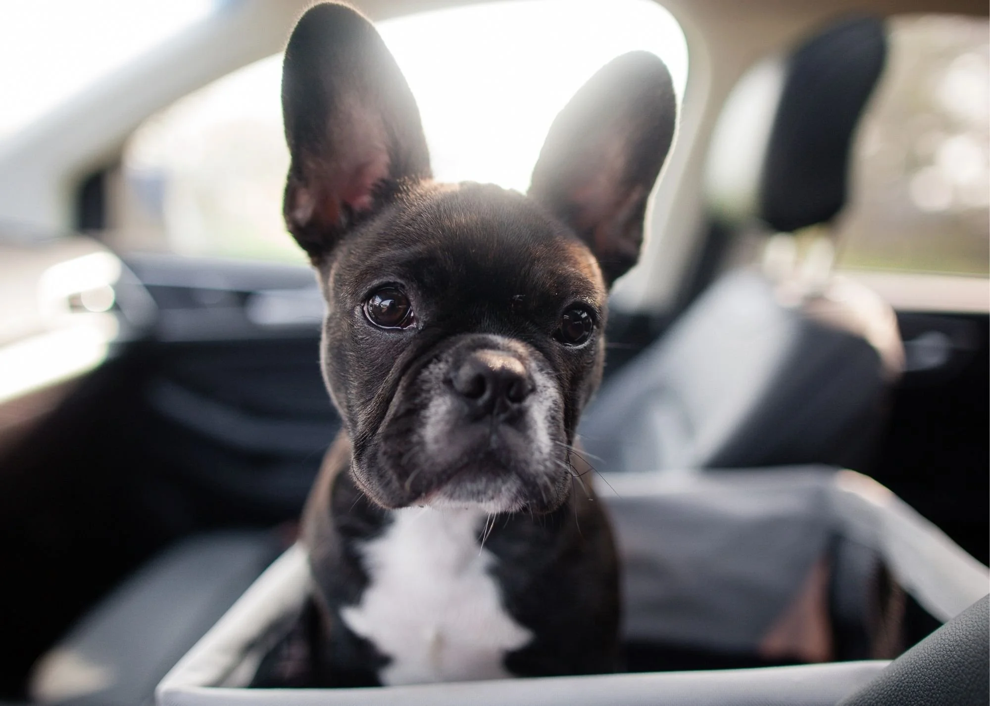 How to Train Your Puppy for Car Rides — The Puppy Academy