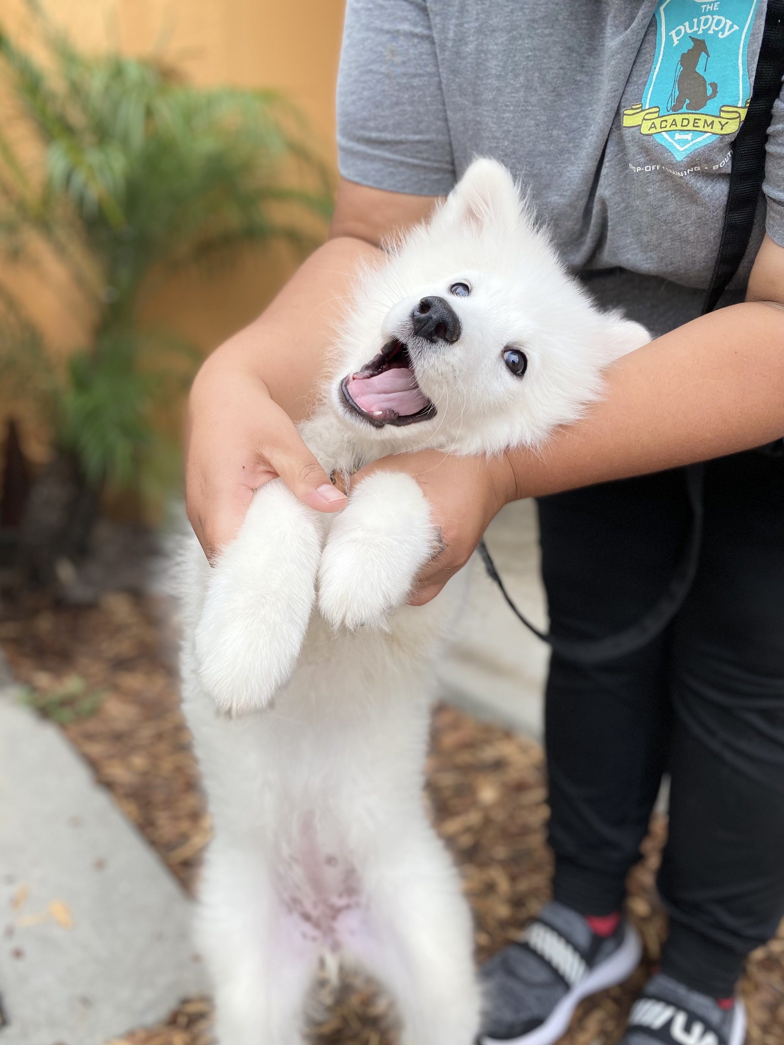 puppy training