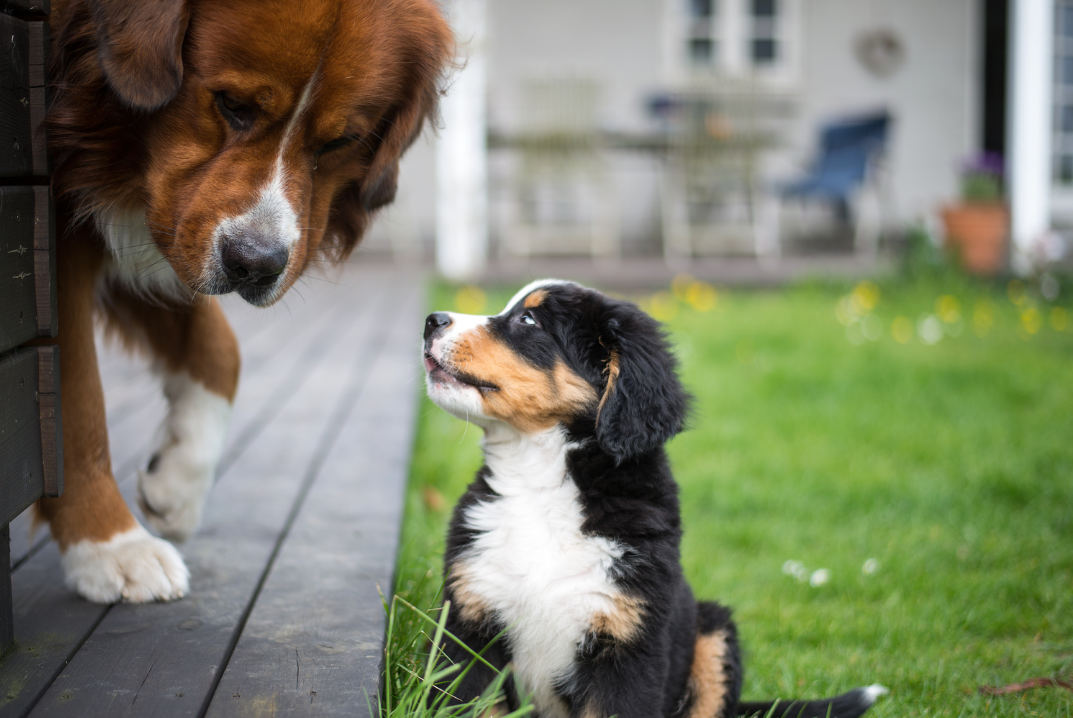 can puppies mix with other dogs